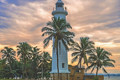 Bentota: Whale Watching, Galle Fort, & Turtle Day Tour