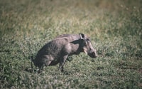 Ngorongoro Day Trip - Housity
