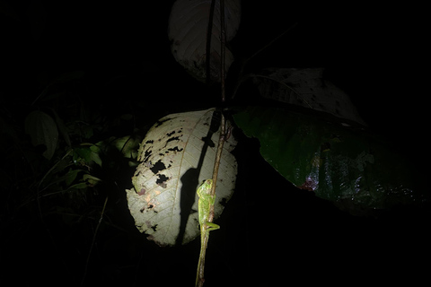 Puerto Jimenez: Jungle Night Walk near Corcovado NP