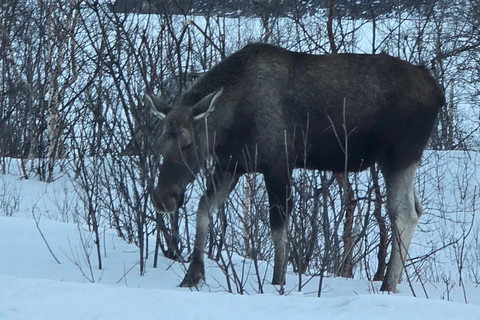 Arctic Morning - Snowshoe Experience (Private tour)