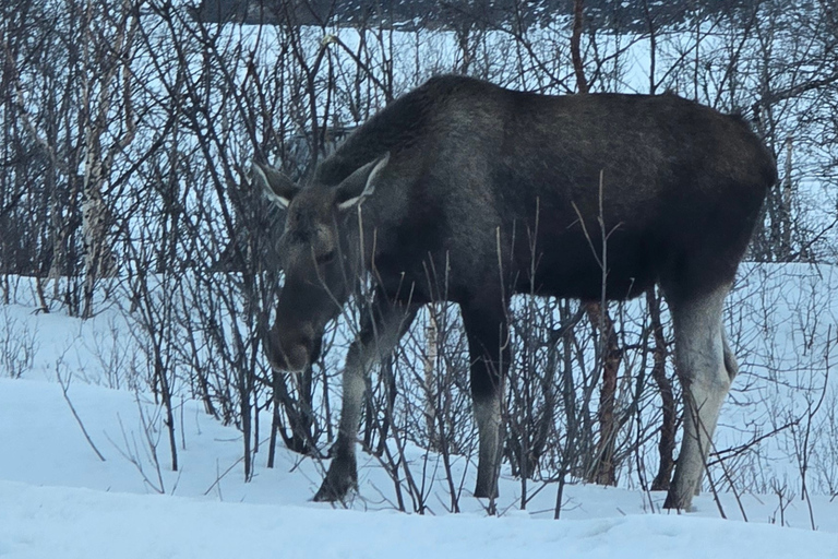 Arctic Morning - Snowshoe Experience (Private tour)