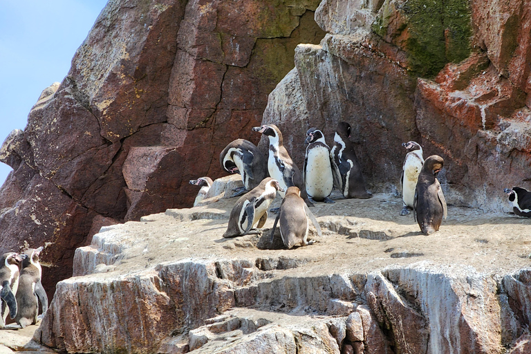 Tour por la reserva de Paracas, las islas Ballestas, Huacachina y las dunasReserva de Paracas, islas Ballestas, Huacachina y dunas