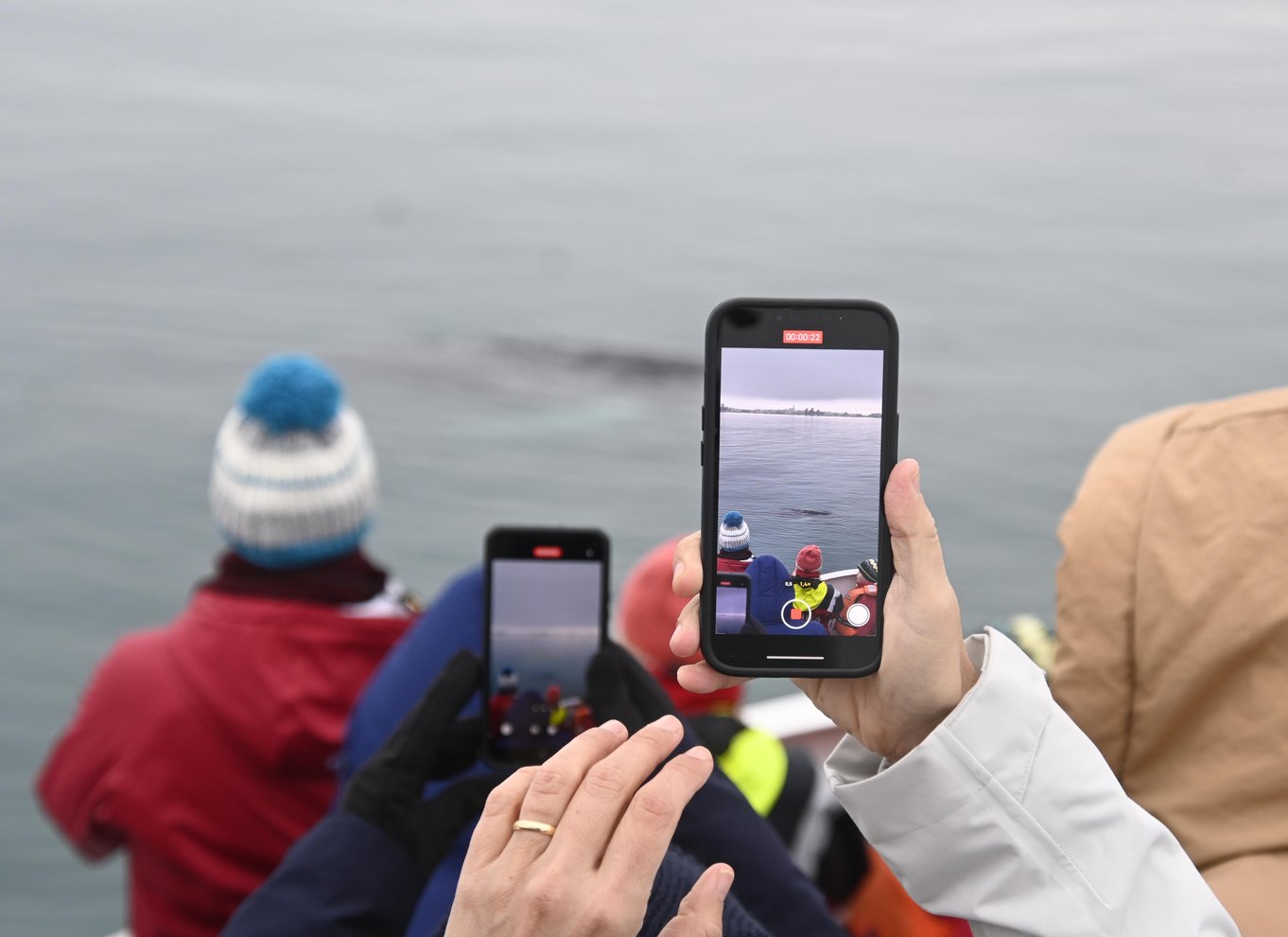 Reykjavik: den originale 3-timers hvalsafari