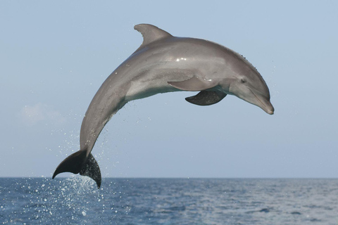 Muscat: Dolphin Watching and Snorkeling Tour