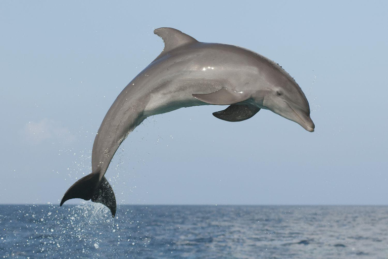 Muscat: Dolphin Watching and Snorkeling Tour