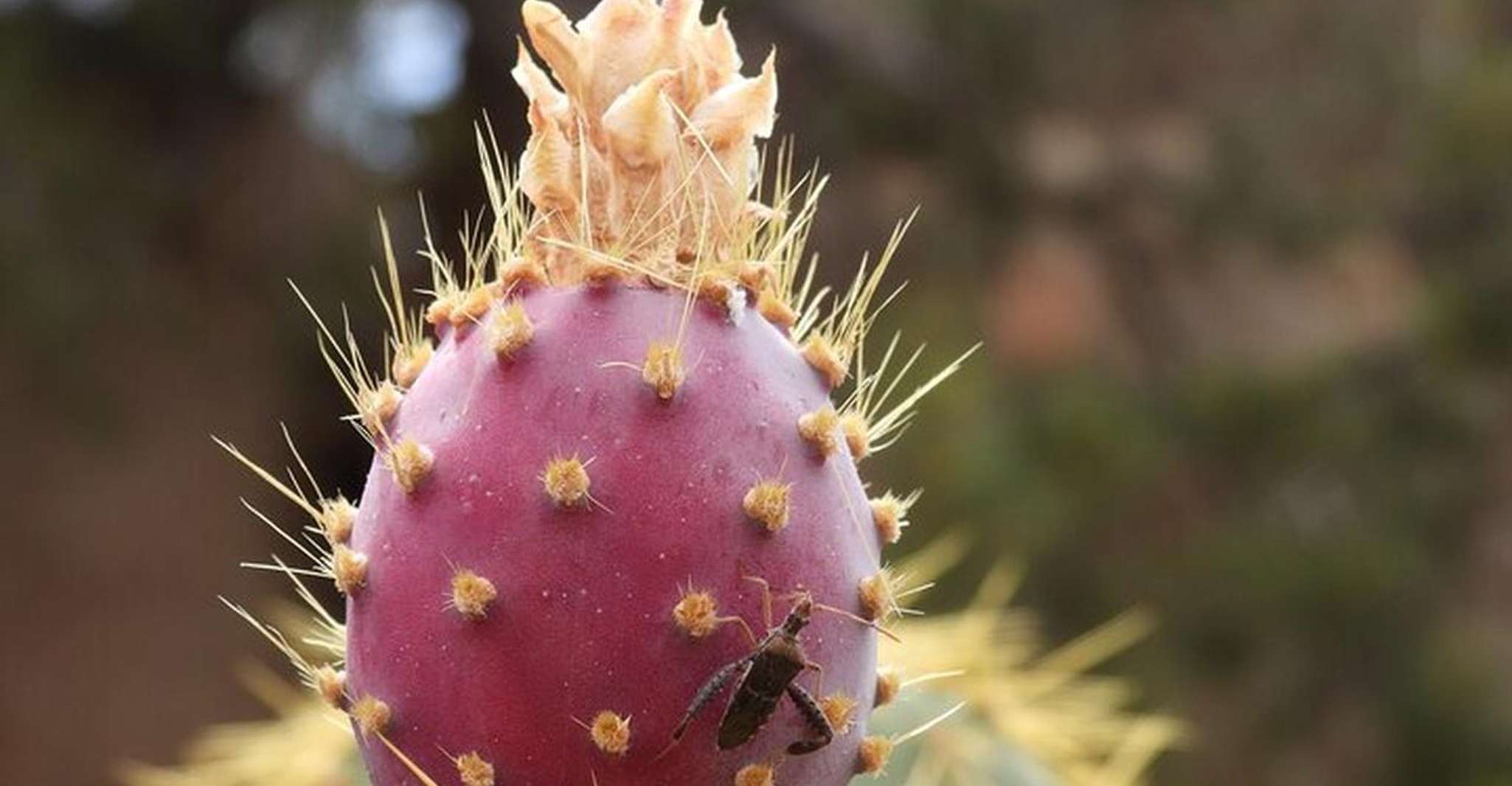 Joshua Tree, Half-Day Private Hike of the National Park - Housity