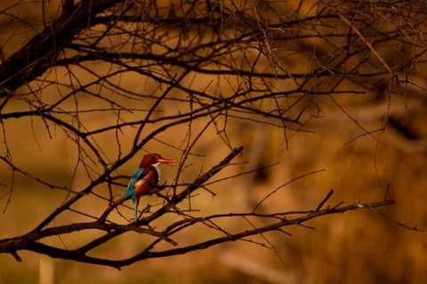 Bharatpur Bird Sanctuary Tour with Pickup and Drop Bharatpur Bird Sanctuary Tour All- Inclusive Tour