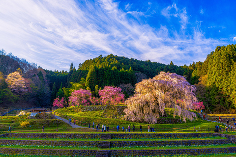 Nara Cherry Blossom Highlights Spring Day Tour from Osaka Shared Tour, Meet at Tsurutontan Soemoncho