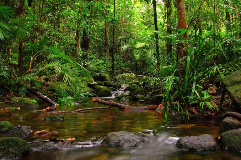 Desde Galle/Weligama/Mirissa/Matara: excursión de un día a Sinharaja