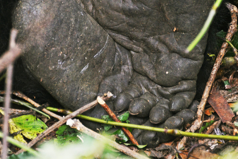 5 Dagen Luxe Oeganda Gorilla en Chimpansee Safari