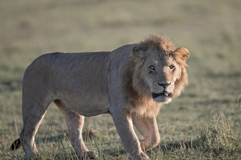 From Nairobi: 3-Day Amboseli National Park Safari