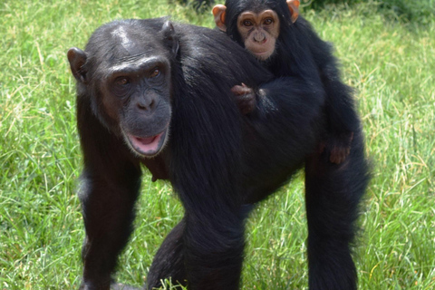 The outstanding Ngamba Island Chimpanzee Sanctuary Tour
