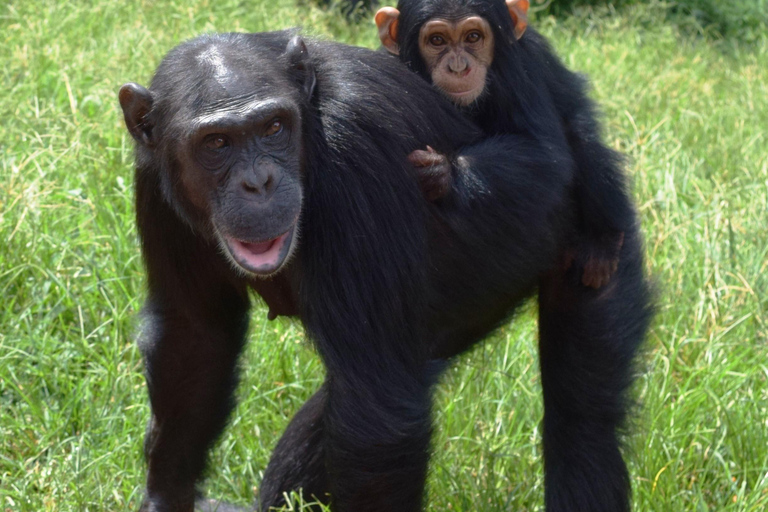 The outstanding Ngamba Island Chimpanzee Sanctuary Tour