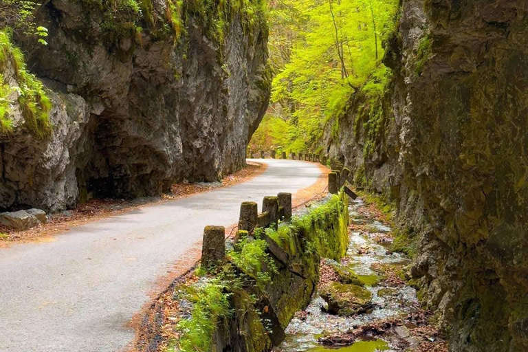 Brașov: Dracula's Castle, Bear Sanctuary, & Cave Tour