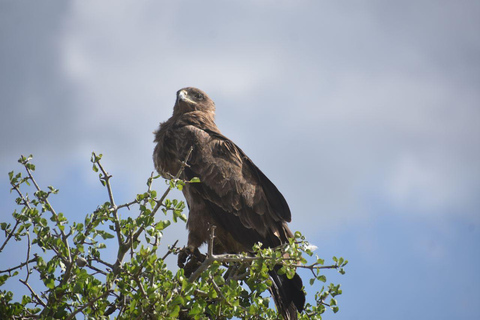 7 Dias Safari de gama média com conforto 3 Noites Serengeti