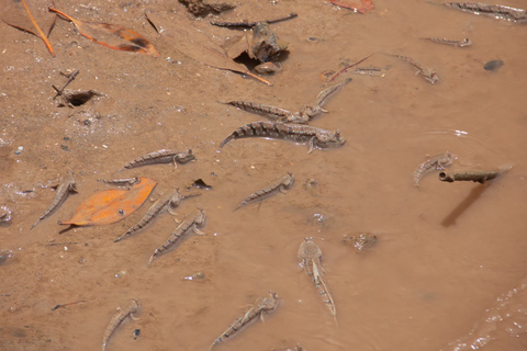 Ko Lanta: Mangrove Kayaking, Ko Talabeng, & Skull Island