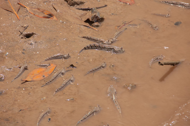 Ko Lanta: Kajakpaddling i mangrove, Ko Talabeng och Skull Island