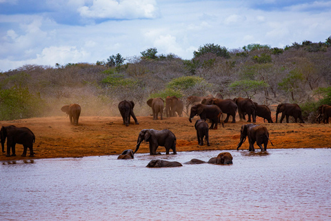 Mombasa: 2-Day Tsavo East &amp; Ngutuni Wildlife Photo Safari