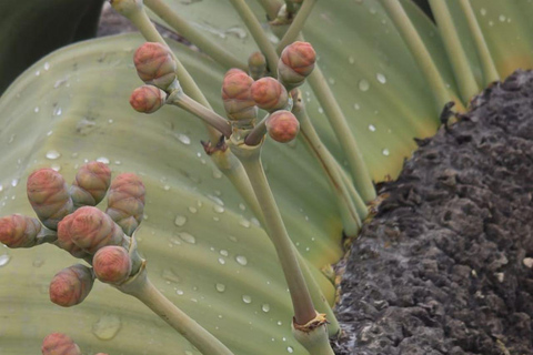 Cape Cross, Seals and River Desert Nature Tour [New Route]