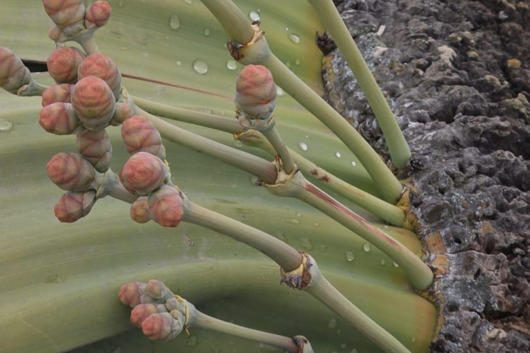 Cape Cross, Seals and River Desert Nature Tour [New Route]