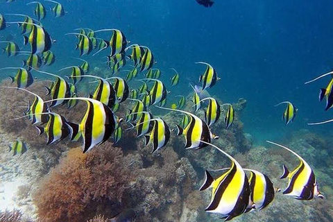 &quot; Aventura exclusiva de snorkel y avistamiento de delfines en la isla de Mnemba