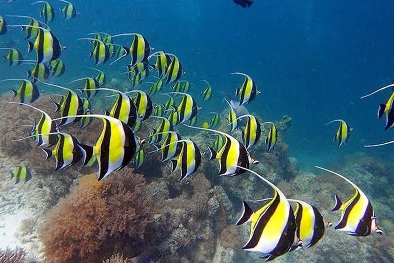 &quot; Aventura exclusiva de snorkel y avistamiento de delfines en la isla de Mnemba