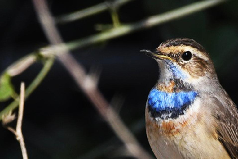 Z Delhi, Agry lub Dżajpuru: wycieczka do rezerwatu ptaków BharatpurZ Delhi, Agry lub Jaipur: wycieczka do rezerwatu ptaków Bharatpur