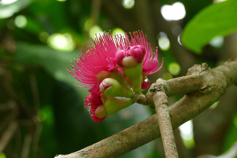 Zanzibar Discovery: Jozani Forest & Spice Farm Tour