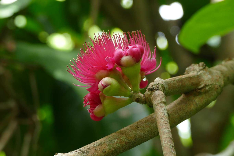 Zanzibar Discovery: Jozani Forest & Spice Farm Tour