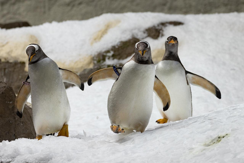 بروجليت تذكرة دخول حديقة حيوان بايري دايزاأيام الأسبوع