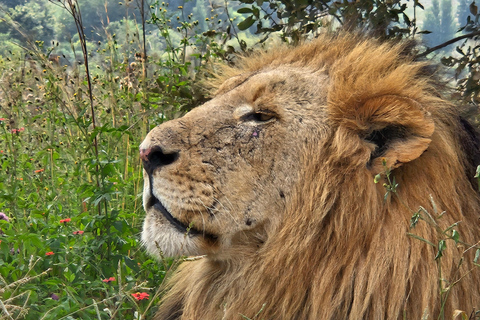 Rhino and Lion Park (Safari) and Cradle (Maropeng Museum)Private Tour