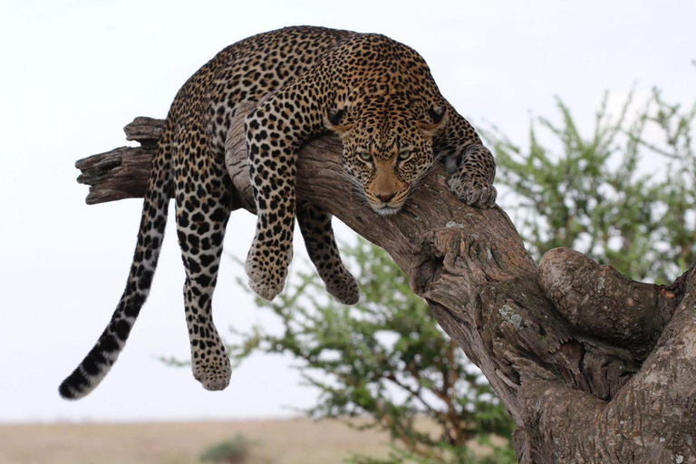 Arusha: 6-Day Best of Northern Circuit Adventure Safari