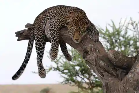 Arusha: Safari de Aventura de 6 días por lo Mejor del Circuito Norte