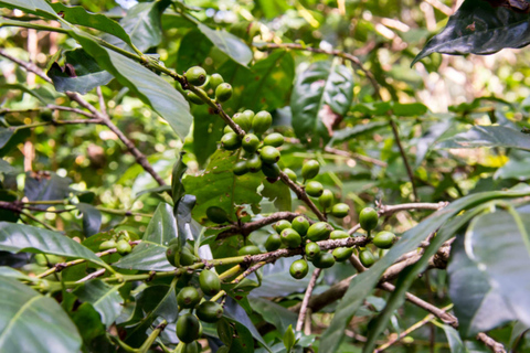 Addis Ababa: Highland Monastery Village Walk & Coffee