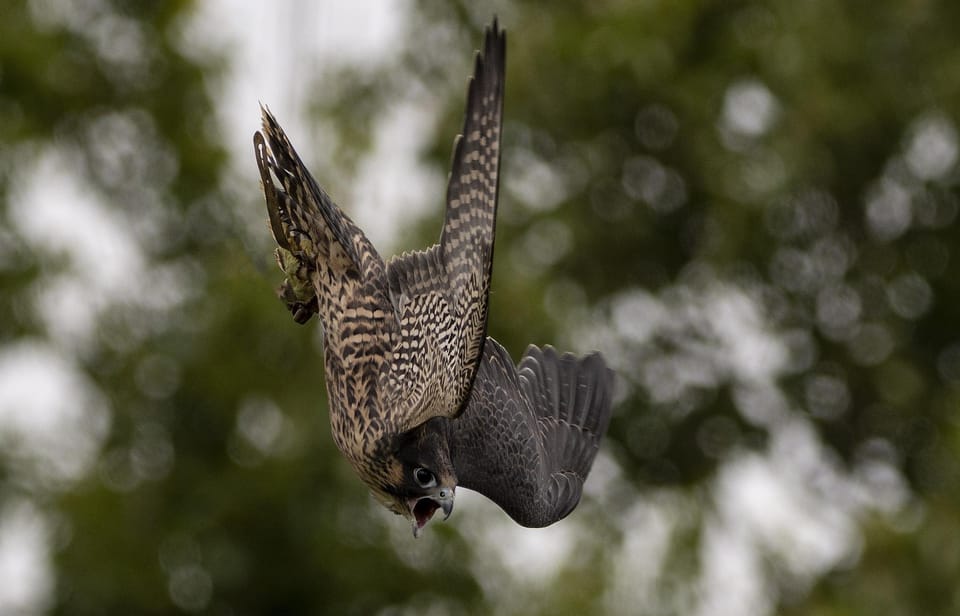 York Bird of Prey Centre. 