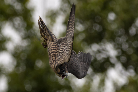 York: Toegang tot het roofvogelcentrum York