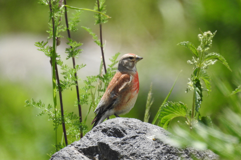 From Yerevan: Armenia 3-Day Bird Watching & Hiking Adventure