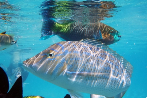 Makadi Bay: Magawish Island & Snorkeling Tour w Buffet Lunch Private Transfer Magawish Island, WaterSport, lunch & drinks