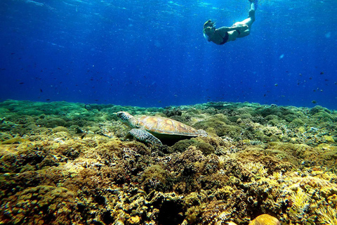 tour di snorkling alle gili e santuario delle tartarughe (servizio fotografico go pro)Tour di snorkeling su 3 isole e santuario delle tartarughe