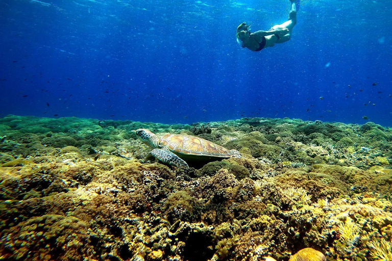 tour di snorkling alle gili e santuario delle tartarughe (servizio fotografico go pro)Tour di snorkeling su 3 isole e santuario delle tartarughe