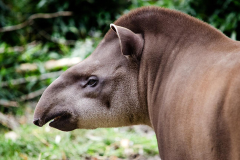 Costa Rica: Guided Hike in Cahuita National Park