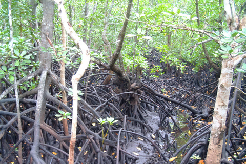 Zanzibar: Jozani Forest & Salaam cave Jozan forest & Salaam Cave