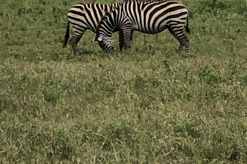 3 Days Tanzania Lodge Safari