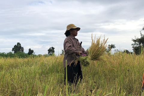 Siem Reap : circuits à vélo dans les villages locaux