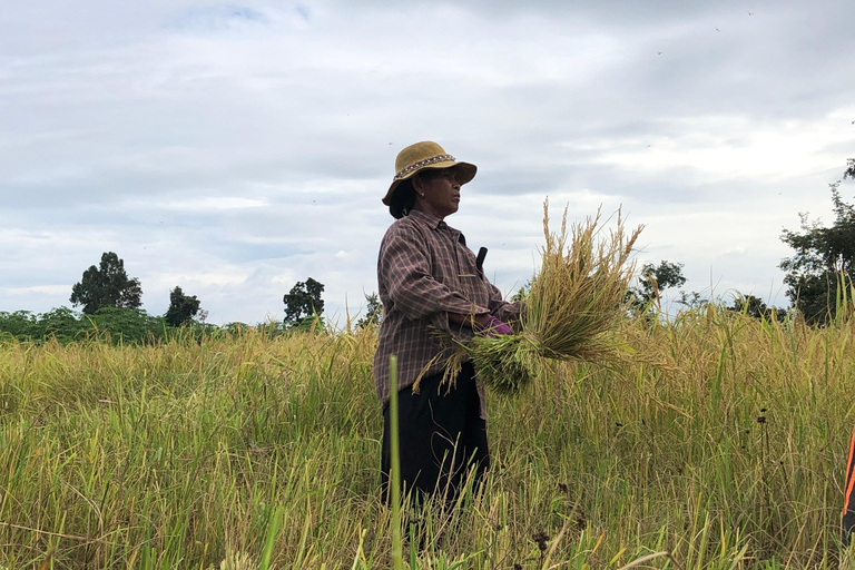 Siem Reap : circuits à vélo dans les villages locaux