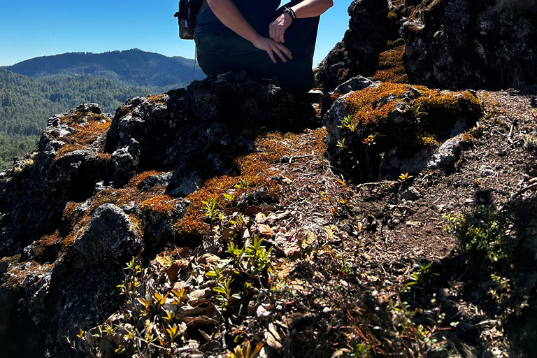 Oaxaca: Hiking in the Mushroom Forest of Cuajimoloyas