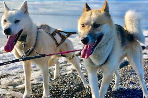 Island-Husky-Tour – Fahrt- und Kuschel-ErlebnisIsland: Husky-Schlittenfahrt und Kuschelerlebnis