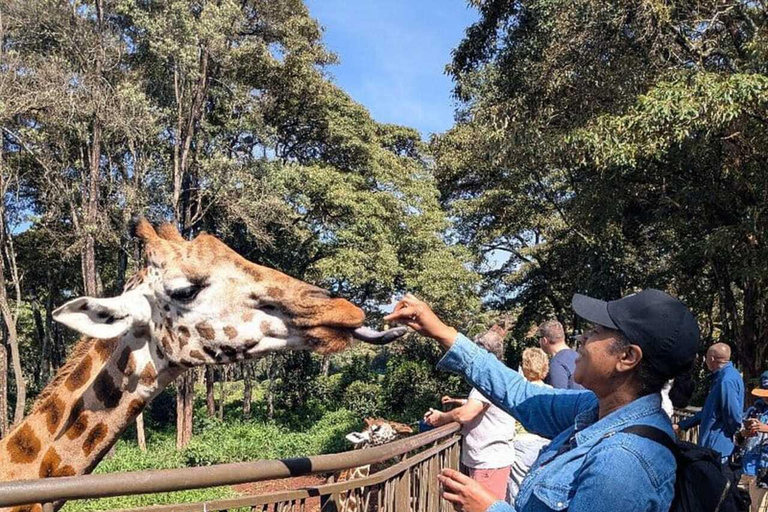 Giraffe Centre Visit Tour In Nairobi Nairobi: Giraffe Centre Visit Guided Tour