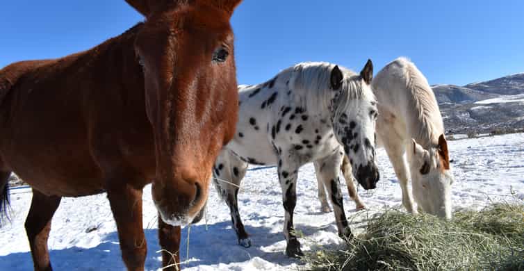 Farm Tour & Barnyard Adventure at Bar-B Ranch Near Park City | GetYourGuide