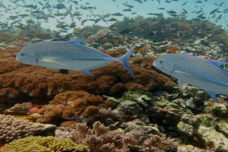 &quot; Aventura exclusiva de snorkel y avistamiento de delfines en la isla de Mnemba